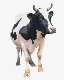 Cow Png, Transparent Png, Free Download