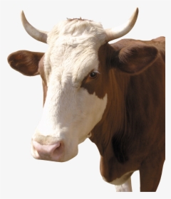 Cow Png - Две Коровы Назарбаева, Transparent Png, Free Download