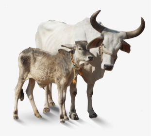 Indian Cow Png Images - Swappy Pawar Editing Background, Transparent Png, Free Download