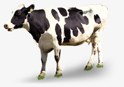 Cow Bulk Png Images - Transparent Background Cow Png, Png Download, Free Download