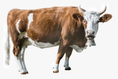 Cropped Cow - Cow Head Png, Transparent Png, Free Download