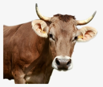 Cow Png Image - Cow Looked At Me, Transparent Png, Free Download