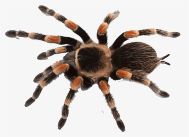 Spider Png Background - Transparent Background Tarantula Png, Png Download, Free Download