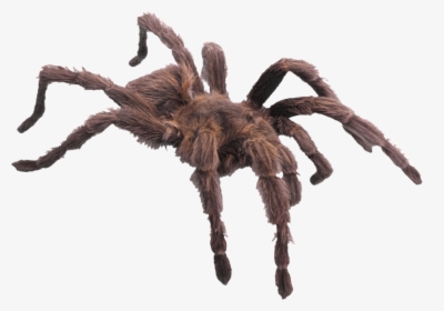 Spider Png Image - Did Charlotte Die In Charlotte's Web, Transparent Png, Free Download