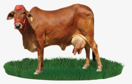 Clip Art Gyr Cattle - Gir Cow Images Png, Transparent Png, Free Download