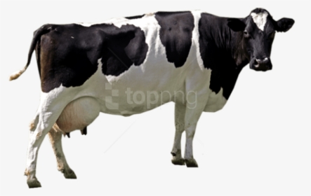 Free Png Download Cow Png Images Background Png Images, Transparent Png, Free Download