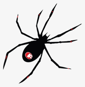 Transparent Black Widow Clipart - Spider 08, HD Png Download, Free Download