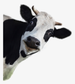 Cow Png Image - Cow Image No Background, Transparent Png, Free Download