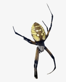 Photorealistic Color Yellow Banana Spider Clip Arts - Orb Weaver Spider Transparent, HD Png Download, Free Download