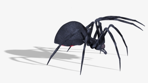 4557 - Black Widow Transparent Spider Png, Png Download, Free Download