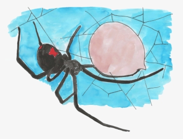 Black Widow Spider With Egg Sac - Black Widow, HD Png Download, Free Download