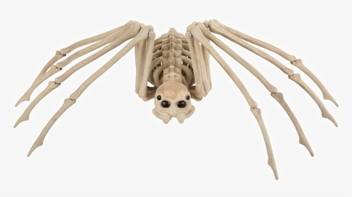 Skeleton Spider - Huge Spider Skeleton, HD Png Download, Free Download