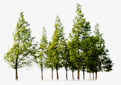 Forest Png Image Hd - Trees Png, Transparent Png, Free Download