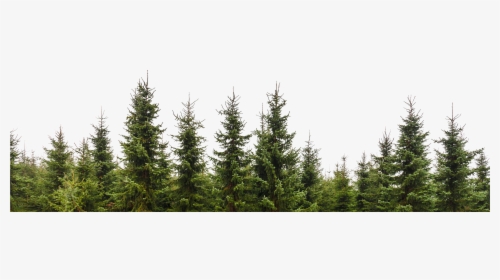 Transparent Trees Png - Pine Tree Forest Png, Png Download, Free Download