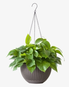 Transparent Sapling Clipart - Transparent Potted Plants Png, Png Download, Free Download