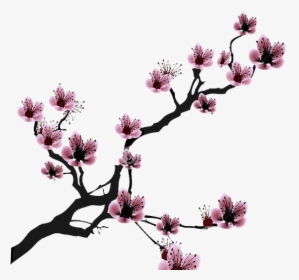 Cherry Blossom Drawing Clip Art - White Cherry Blossom Png, Transparent Png, Free Download