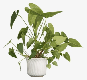 Free Png Nature Plants Png Images Transparent - Plant Isolated Png, Png Download, Free Download