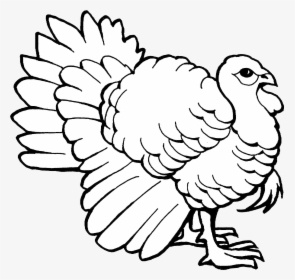 Turkey Clip Art Outline Black And White Transparent - Coloring Pages Of Turkey, HD Png Download, Free Download
