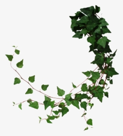 Vine Tree Common Ivy - Poison Ivy Plant Png, Transparent Png, Free Download
