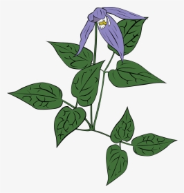 Clematit Clip Art, HD Png Download, Free Download