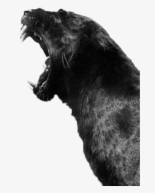 S - Animal Black Panther Png, Transparent Png, Free Download