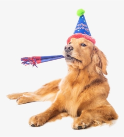 Puppy Dog Birthday Clipart Png - Golden Retriever In A Birthday Hat, Transparent Png, Free Download