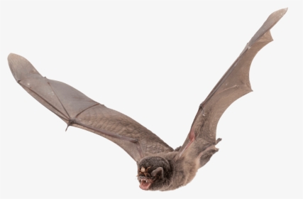 Bat Large Wings - Bat Png, Transparent Png, Free Download