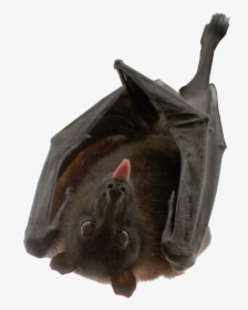Bat, Hanging, Isolated, Animal, Nocturnal - Bat Meat, HD Png Download, Free Download