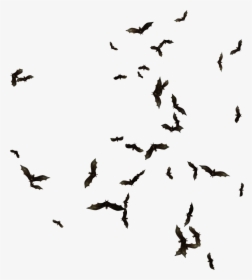 Swarm Of Bats Png, Transparent Png, Free Download
