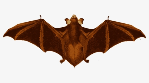 Bat Wings Png - Little Brown Myotis, Transparent Png, Free Download