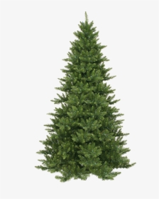Xmas Pine Tree Png 10 By Iamszissz - Christmas Tree Types Real, Transparent Png, Free Download