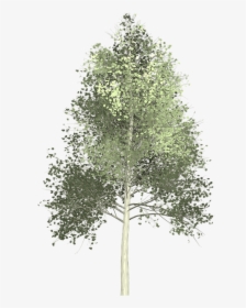 Aspen Tree Painted - Transparent Background Aspen Tree Png, Png Download, Free Download