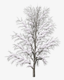 Pine Tree Branch Png - Snow Covered Trees Png, Transparent Png, Free Download