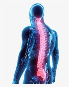 Vein - Spinal Cord Injury Png, Transparent Png, Free Download