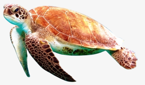 Turtle Png Image - Transparent Background Sea Turtle Png, Png Download, Free Download
