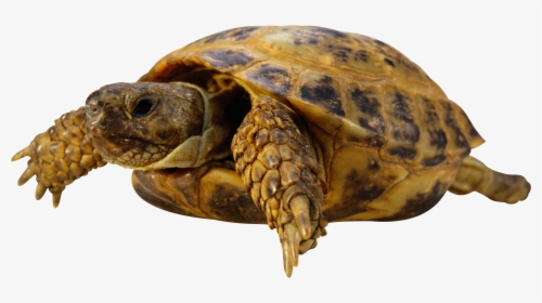 Tortugas Para Photoscape, HD Png Download, Free Download
