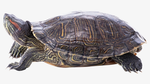 Turtle, HD Png Download, Free Download