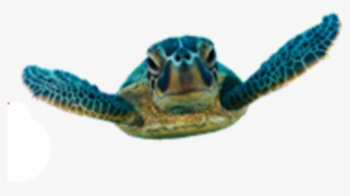 Baby Sea Turtle Transparent, HD Png Download, Free Download