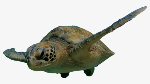 Swimming Turtle Png Clipart , Png Download - Turtle Swimming Png, Transparent Png, Free Download