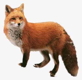 Fox Png Image - Red Fox, Transparent Png, Free Download