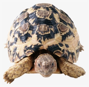 Turtle Png, Transparent Png, Free Download