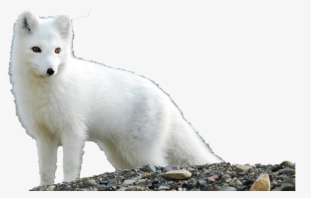 Arctic Fox Png Clipart - Fox Feline Or Canine, Transparent Png, Free Download