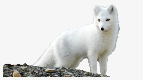 White Fox Png Free Download - Arctic Fox Vulpes Lagopus, Transparent Png, Free Download