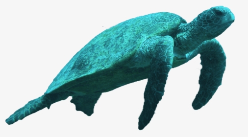 Turtle Swimming Png, Transparent Png, Free Download