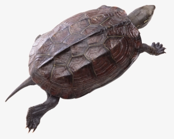 Grab And Download Turtle Icon Clipart - Png Turtle, Transparent Png, Free Download