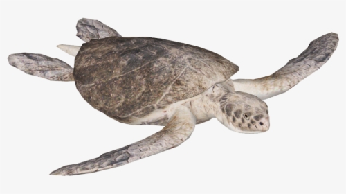 Kemp"s Ridley Sea Turtle , Png Download - Olive Ridley Sea Turtle Png, Transparent Png, Free Download
