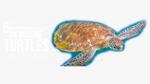 Transparent Sea Turtle Png - Turtle Scientific No Background, Png Download, Free Download