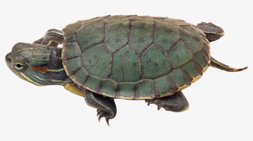 Turtle Png Gif, Transparent Png, Free Download