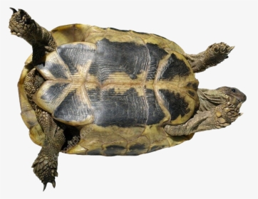 Turtle Png Free Pic - Chelonoidis, Transparent Png, Free Download