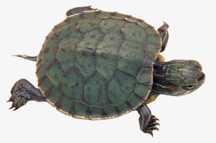 Turtle Png - Turtle With Transparent Background, Png Download, Free Download